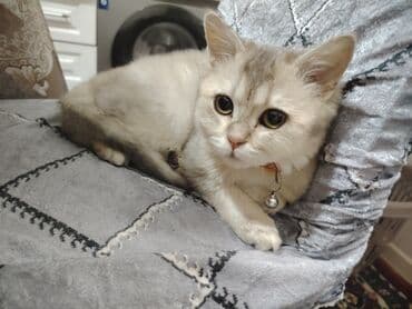 Britan lalafo.az -da Britan