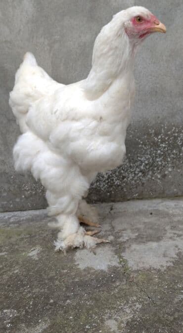 Brama fərə satilir.7 ayliq saglam fərədir.Qiymət 40 manat .Bosbogazlar lalafo.az -da Brama fərə satilir.7 ayliq saglam fərədir.Qiymət 40 manat .Bosbogazlar