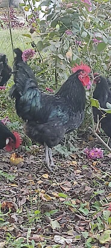 Məhsul: Qara rəngli kənd toyuqları və xoruzlar Xüsusiyyətlər: - Tam lalafo.az -da Məhsul: Qara rəngli kənd toyuqları və xoruzlar Xüsusiyyətlər: - Tam