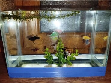 Şüşə akvarium komplekti - Material: şəffaf şüşə korpus, alt hissəsi lalafo.az -da Şüşə akvarium komplekti - Material: şəffaf şüşə korpus, alt hissəsi