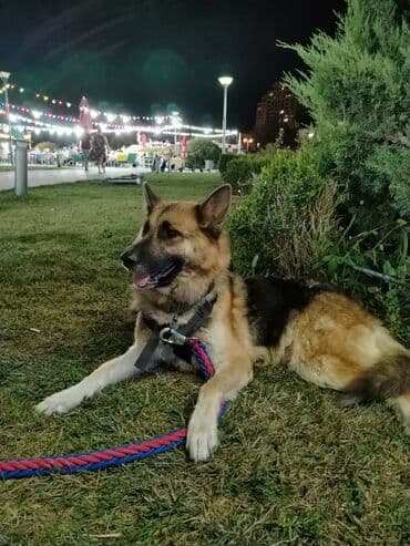 Alman çoban iti lalafo.az -da Alman çoban iti