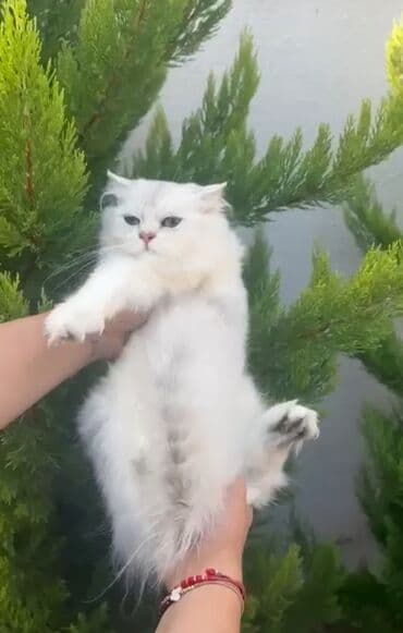 Ağ, uzun tüklü pişik - Cins görünüşü: yuvarlaq üz quruluşu, qısa lalafo.az -da Ağ, uzun tüklü pişik - Cins görünüşü: yuvarlaq üz quruluşu, qısa