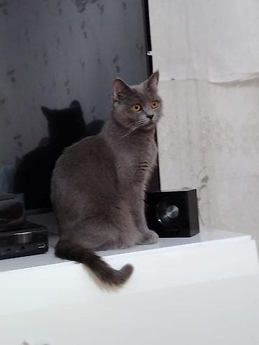 Temiz Biritis ana 1.5 ayliq.Balaları temiz biritis lalafo.az -da Temiz Biritis ana 1.5 ayliq.Balaları temiz biritis