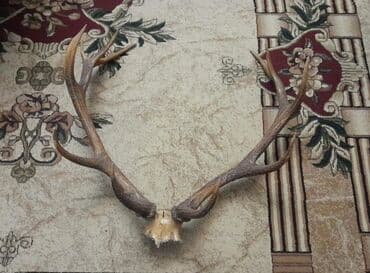 Maral buynuzudur yaxci vezyetdedir qiymet sondur lalafo.az -da Maral buynuzudur yaxci vezyetdedir qiymet sondur