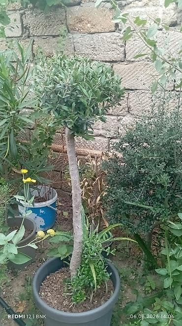 Zeytun ağacı – dekorativ formaya salınmış, qabda əkilmiş - Bitki at lalafo.az Zeytun ağacı – dekorativ formaya salınmış, qabda əkilmiş - Bitki