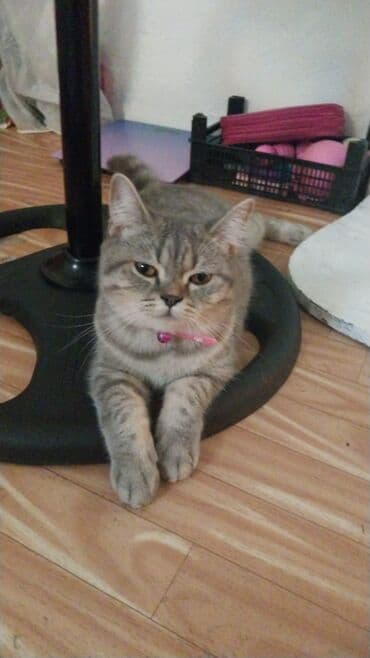 Britan, Dişi lalafo.az -da Britan, Dişi