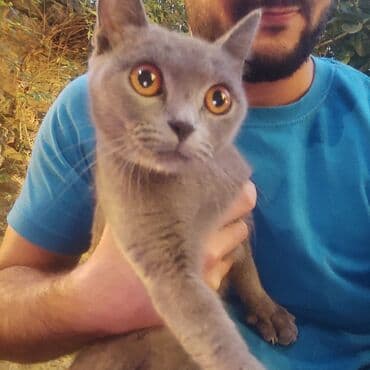 Rus mavi, Yaxşı əllərə lalafo.az -da Rus mavi, Yaxşı əllərə