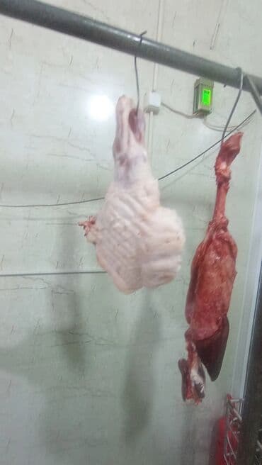 Соления: Məhsul: Qaban (donuz) əti – karkas və hissələr
və sala 7 manat at lalafo.az — 13 Соления: Məhsul: Qaban (donuz) əti – karkas və hissələr
və sala 7 manat — 13