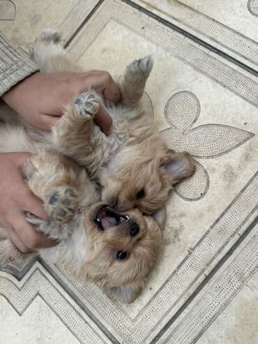 Pekines, 3 ay, Dişi, Peyvəndli lalafo.az -da Pekines, 3 ay, Dişi, Peyvəndli