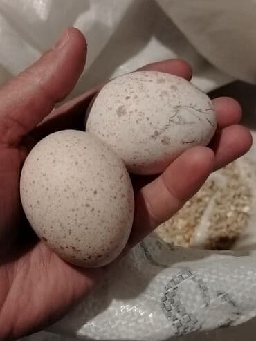 Salam. Elanı oxuyun, sonra əlaqə saxlayın. Şəkildəki ORJİNAL AMERİKAN lalafo.az -da Salam. Elanı oxuyun, sonra əlaqə saxlayın. Şəkildəki ORJİNAL AMERİKAN