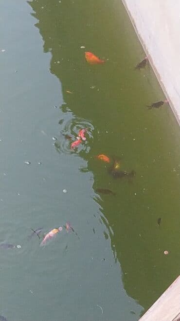 Oranda2 quyruq qiyməti 2 manat. 4 quyruq qiyməti 3 manat Ünvan lalafo.az -da Oranda2 quyruq qiyməti 2 manat. 4 quyruq qiyməti 3 manat Ünvan