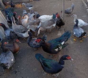 Qaz və ördək təcili satılır‼️‼️ razılaşma yolu ilə. heyvanların lalafo.az -da Qaz və ördək təcili satılır‼️‼️ razılaşma yolu ilə. heyvanların