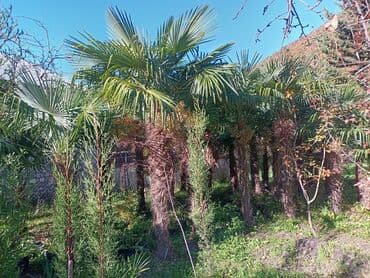 Удобрения: Məhsul: Bağ və landşaft üçün dekorativ palma və iynəyarpaq at lalafo.az — 7 Удобрения: Məhsul: Bağ və landşaft üçün dekorativ palma və iynəyarpaq — 7