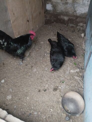 Astralop toyuqunun mayalı yumurtalari satilir 40-50 əsas var hal lalafo.az -da Astralop toyuqunun mayalı yumurtalari satilir 40-50 əsas var hal