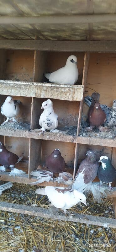 Məhsul: Ev göyərçinləri (dekorativ və uçuş növləri qarışığı) Təsvir lalafo.az -da Məhsul: Ev göyərçinləri (dekorativ və uçuş növləri qarışığı) Təsvir