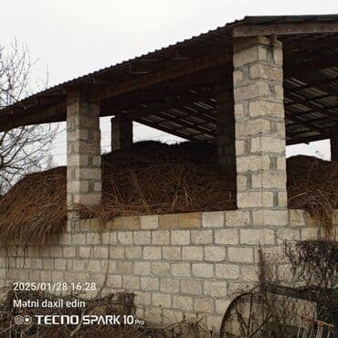 Salam ot satılır piresbağlasa puldan çixacam 1 tay 4azna deyilir yaxşı lalafo.az -da Salam ot satılır piresbağlasa puldan çixacam 1 tay 4azna deyilir yaxşı