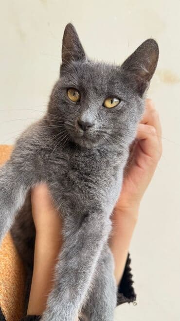 Britan, Erkək, Yaxşı əllərə lalafo.az -da Britan, Erkək, Yaxşı əllərə