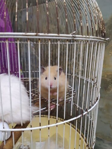 Great Wall: Gozəl uzun tüklü xamyaklar,sari rengleri qalib,,3un 10₼ verərəm lalafo.az -da — 2 Great Wall: Gozəl uzun tüklü xamyaklar,sari rengleri qalib,,3un 10₼ verərəm — 2