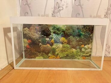 Dördbucaq akvarium, Boş, 60 l, Ünvandan götürmə lalafo.az -da Dördbucaq akvarium, Boş, 60 l, Ünvandan götürmə