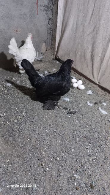 Yaponka fərələr yumulayırlar xoruz yoxdu qiymət.cutunə aiddir lalafo.az -da Yaponka fərələr yumulayırlar xoruz yoxdu qiymət.cutunə aiddir