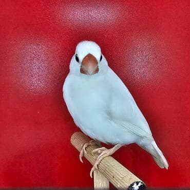 Amadin risofka dişi əl quşu.əldə böyüyüb ələ başa qonur gözəl ev lalafo.az -da Amadin risofka dişi əl quşu.əldə böyüyüb ələ başa qonur gözəl ev