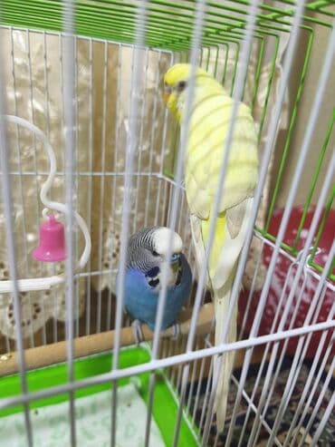 Məhsul: Dalmatian (nimfa) və klassik rəngdə iki dalğalı tutuquşu ilə lalafo.az -da Məhsul: Dalmatian (nimfa) və klassik rəngdə iki dalğalı tutuquşu ilə