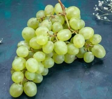 Ləpələr: Üzüm tingləri və süfrə-sortları - Avatar (şirin barmaqvari qara lalafo.az -da — 4 Ləpələr: Üzüm tingləri və süfrə-sortları - Avatar (şirin barmaqvari qara — 4