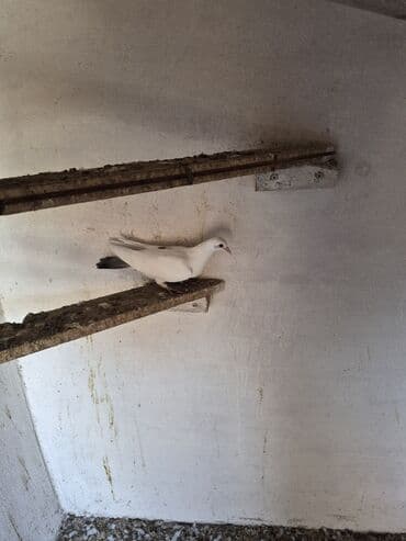 Orta qırmızı quyruq maya.Yayda suya düşüb quş olmayan həyətdə lalafo.az -da Orta qırmızı quyruq maya.Yayda suya düşüb quş olmayan həyətdə