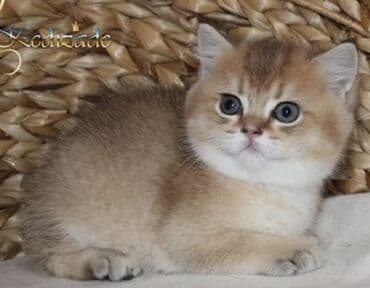 Britan, Ünvandan götürmə lalafo.az -da Britan, Ünvandan götürmə