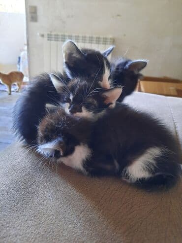 Yaxşı əllərə lalafo.az -da Yaxşı əllərə