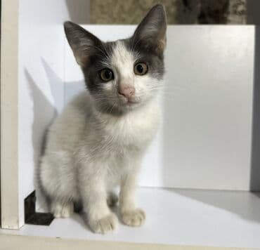 Yaxşı əllərə, Pulsuz çatdırılma lalafo.az -da Yaxşı əllərə, Pulsuz çatdırılma