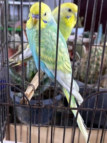 Rainbow erkək və dişi.Qəfəsdə verilir. Barter olar başqa quşlarla lalafo.az -da Rainbow erkək və dişi.Qəfəsdə verilir. Barter olar başqa quşlarla