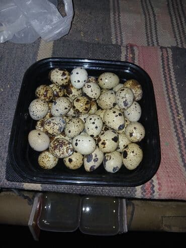 Bildirçin yumurtası satılır,Uşaqlar və böyüklər üçün əvəzolunmaz qida lalafo.az -da Bildirçin yumurtası satılır,Uşaqlar və böyüklər üçün əvəzolunmaz qida