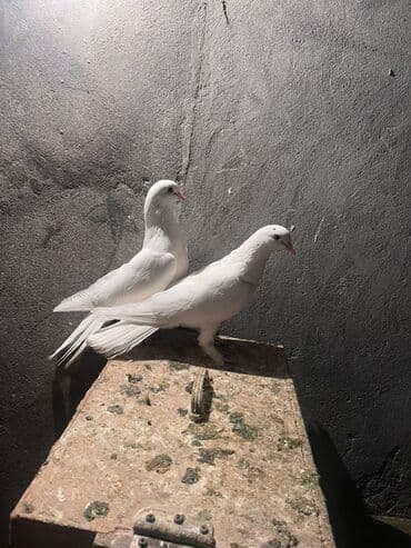 Hazr cüt balalarnda üsdə verəm qiymət sondu lalafo.az -da Hazr cüt balalarnda üsdə verəm qiymət sondu