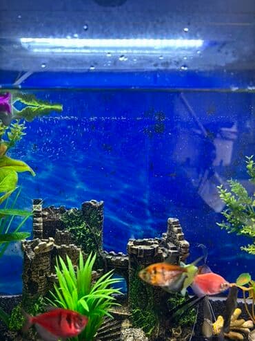 Balıqlar və dekorasiyalarla təchiz olunmuş altıbucaqlı akvarium. Ağ lalafo.az -da Balıqlar və dekorasiyalarla təchiz olunmuş altıbucaqlı akvarium. Ağ