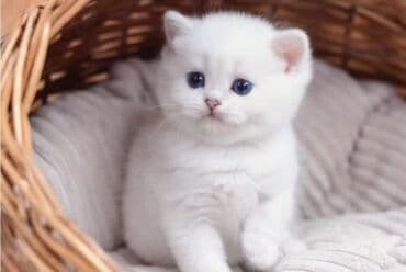 Britan, Erkək, Rayonlara çatdırılma, Ünvandan götürmə, Ödənişli çatdırılma lalafo.az -da Britan, Erkək, Rayonlara çatdırılma, Ünvandan götürmə, Ödənişli çatdırılma