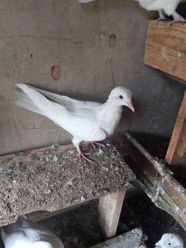 Bu göyərçinlər 4 aylıqdırlar 7 saat uçanların balasıdır özləri hələlik lalafo.az -da Bu göyərçinlər 4 aylıqdırlar 7 saat uçanların balasıdır özləri hələlik