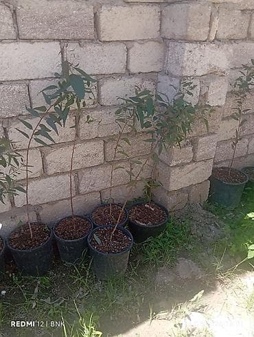Ekalipt (Eucalyptus) fidanları – qablarda - Bitki: Eucalyptus spp lalafo.az -da Ekalipt (Eucalyptus) fidanları – qablarda - Bitki: Eucalyptus spp