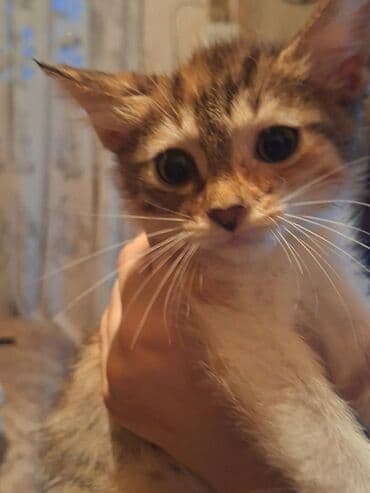 Три малыша ищут новый дом и заботливых хозяев.Отдам в добрые lalafo.az -da Три малыша ищут новый дом и заботливых хозяев.Отдам в добрые