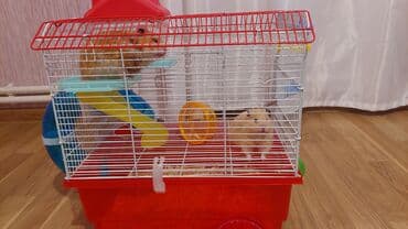 Satılır angora hamsterləri biri dişi birj erkekdi tam lalafo.az -da Satılır angora hamsterləri biri dişi birj erkekdi tam