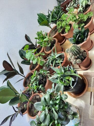 Dibçək gülü
güllərin hərbiri 7m lalafo.az -da Dibçək gülü
güllərin hərbiri 7m