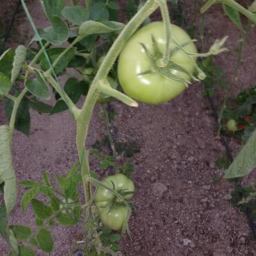 Соления: Məhsul: Yaşıl (tam yetişməmiş) pomidor Təsvir: - Istixana şəraitində at lalafo.az — 4 Соления: Məhsul: Yaşıl (tam yetişməmiş) pomidor Təsvir: - Istixana şəraitində — 4