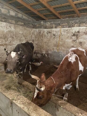 1 denesi 1600 manat . 3 qarin doğmuş inekler bogaz deyil sudu yoxdu lalafo.az -da 1 denesi 1600 manat . 3 qarin doğmuş inekler bogaz deyil sudu yoxdu