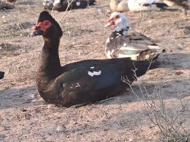 Варенье: Lal ördəklər satılır qiymət saya və cinsinə görə dəyişir at lalafo.az — 8 Варенье: Lal ördəklər satılır qiymət saya və cinsinə görə dəyişir — 8