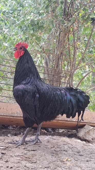 Xoruz, il: 1, Pulsuz çatdırılma lalafo.az -da Xoruz, il: 1, Pulsuz çatdırılma