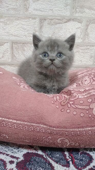 Şotland, Erkək, Yaxşı əllərə, Ödənişli çatdırılma lalafo.az -da Şotland, Erkək, Yaxşı əllərə, Ödənişli çatdırılma