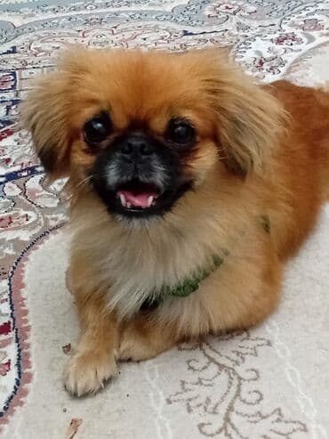 Pekines, 3 il, Dişi, Sənədli, Ünvandan götürmə lalafo.az -da Pekines, 3 il, Dişi, Sənədli, Ünvandan götürmə