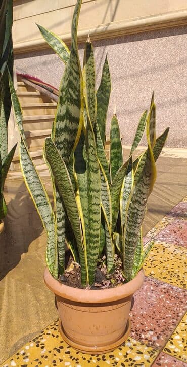 Tam sağlam şəkildədir lalafo.az -da Tam sağlam şəkildədir