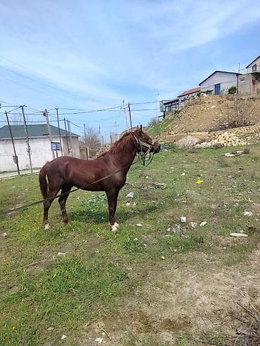 Erkək, Qarabag, il: 5, Ünvandan götürmə lalafo.az -da Erkək, Qarabag, il: 5, Ünvandan götürmə