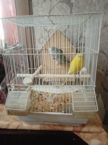 Ağ rəngli quş qəfəsi və aksesuarlar dəsti. Xüsusiyyətlər: - Metaldan lalafo.az -da Ağ rəngli quş qəfəsi və aksesuarlar dəsti. Xüsusiyyətlər: - Metaldan